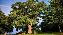 Polskie drzewo w plebiscycie Europejskiego Drzewa Roku 2016