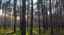 Ochrona lasu i przyrody w lubuskim