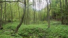 Płat siedliska 91E0 łęgi wierzbowe, topolowe, olszowe i jesionowe i olsy źródliskowe stanowiące przedmiot ochrony obszaru Natura 2000 Góry i Pogórze Kaczawskie