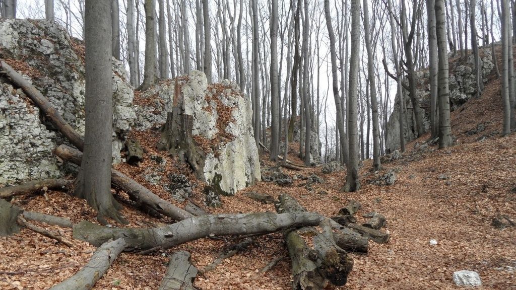 Konsultacje planów ochrony dla małopolskich rezerwatów przyrody