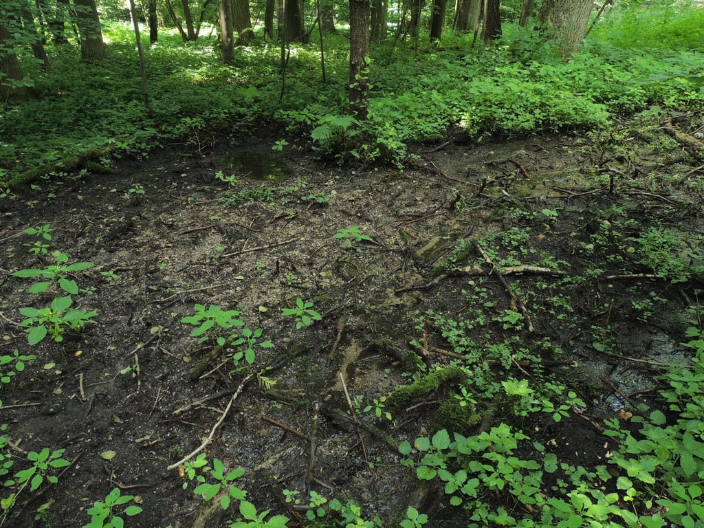 Wysięk trawertynowy (siedlisko 7220) w granicach obszaru Natura 2000 Muszkowicki Las Bukowy 