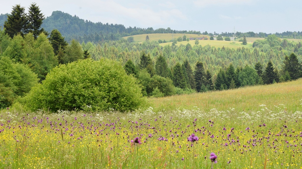 Prace nad planem ochrony dla obszaru Natura 2000 Bieszczady  