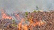 Wypalanie wrzosowisk w ramach ochrony czynnej siedliska Wrzosowisko Przemkowskie