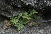 Zanokcica klinowata Asplenium cuneifolium